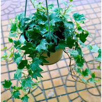 Những loại cây mang lại không khí trong lành cho ngôi nhà