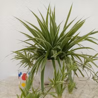 Những loại cây mang lại không khí trong lành cho ngôi nhà