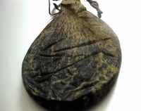 Nguy cơ tuyệt chủng loài bò tót nặng nhất thế giới 