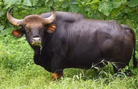 Nguy cơ tuyệt chủng loài bò tót nặng nhất thế giới 