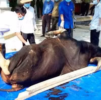 Nguy cơ tuyệt chủng loài bò tót nặng nhất thế giới 