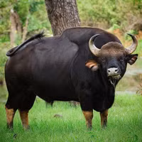 Nguy cơ tuyệt chủng loài bò tót nặng nhất thế giới 