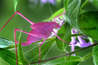 Sắc màu sinh vật đẹp lạ thường của thiên nhiên kỳ thú