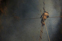 Loại mật ong đắt nhất thế giới, được mệnh danh là 