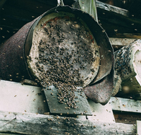 Loại mật ong đắt nhất thế giới, được mệnh danh là 