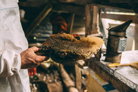 Loại mật ong đắt nhất thế giới, được mệnh danh là 