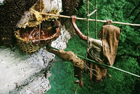 Loại mật ong đắt nhất thế giới, được mệnh danh là 