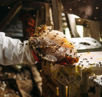 Loại mật ong đắt nhất thế giới, được mệnh danh là 