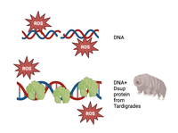 Phát hiện một loại protein có thể làm chậm lão hóa ở người