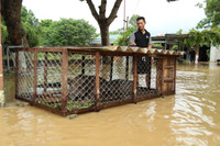 Hàng nghìn hộ dân Hà Nội vẫn ngập trong nước lũ sông Bùi