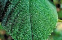 Cây gây đau đớn nhất thế giới: Chạm vào như bị sét đánh