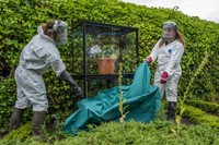 Cây gây đau đớn nhất thế giới: Chạm vào như bị sét đánh