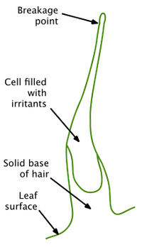 Cây gây đau đớn nhất thế giới: Chạm vào như bị sét đánh
