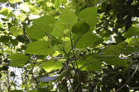 Cây gây đau đớn nhất thế giới: Chạm vào như bị sét đánh