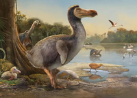 Có thể sớm hồi sinh loài chim đã tuyệt chủng