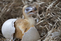 Có thể sớm hồi sinh loài chim đã tuyệt chủng