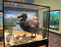 Có thể sớm hồi sinh loài chim đã tuyệt chủng