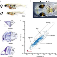  Kỳ lạ loài cá chỉ dài 1cm tạo ra âm thanh tương đương máy bay