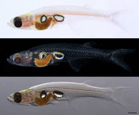  Kỳ lạ loài cá chỉ dài 1cm tạo ra âm thanh tương đương máy bay