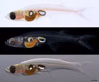  Kỳ lạ loài cá chỉ dài 1cm tạo ra âm thanh tương đương máy bay