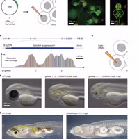  Kỳ lạ loài cá chỉ dài 1cm tạo ra âm thanh tương đương máy bay