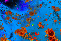 Vi khuẩn nguy hại sinh sôi trong lò vi sóng gia đình