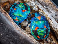 Những loài côn trùng có màu sắc rực rỡ nhất thế giới