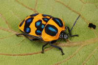 Những loài côn trùng có màu sắc rực rỡ nhất thế giới