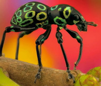 Những loài côn trùng có màu sắc rực rỡ nhất thế giới