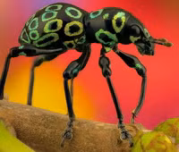 Những loài côn trùng có màu sắc rực rỡ nhất thế giới