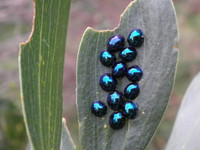 Những loài côn trùng có màu sắc rực rỡ nhất thế giới