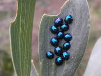 Những loài côn trùng có màu sắc rực rỡ nhất thế giới