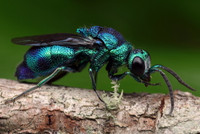 Những loài côn trùng có màu sắc rực rỡ nhất thế giới