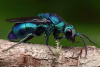 Những loài côn trùng có màu sắc rực rỡ nhất thế giới