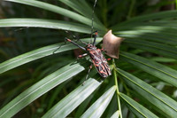 Những loài côn trùng có màu sắc rực rỡ nhất thế giới