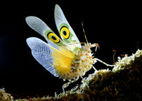 Những loài côn trùng có màu sắc rực rỡ nhất thế giới