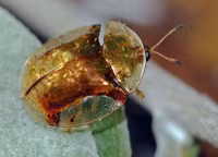 Những loài côn trùng có màu sắc rực rỡ nhất thế giới