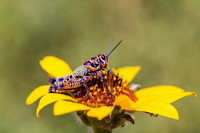 Những loài côn trùng có màu sắc rực rỡ nhất thế giới