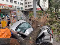 Trường hợp được bảo hiểm đền bù khi ô tô bị cây đè do bão