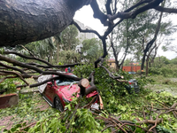 Trường hợp được bảo hiểm đền bù khi ô tô bị cây đè do bão