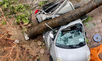 Trường hợp được bảo hiểm đền bù khi ô tô bị cây đè do bão