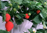 Trang trại thẳng đứng sản xuất 1,8 triệu kg dâu tây mỗi năm