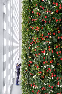 Trang trại thẳng đứng sản xuất 1,8 triệu kg dâu tây mỗi năm