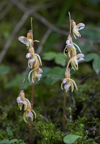 Loài lan ma xuất hiện sau 15 năm tuyệt chủng