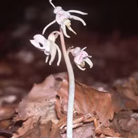 Loài lan ma xuất hiện sau 15 năm tuyệt chủng