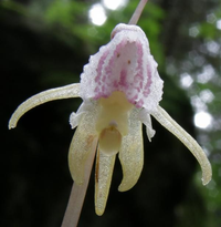 Loài lan ma xuất hiện sau 15 năm tuyệt chủng