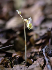 Loài lan ma xuất hiện sau 15 năm tuyệt chủng