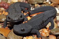 Những loài cá kỳ lạ 