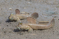 Những loài cá kỳ lạ 