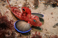 Những loài cá kỳ lạ 